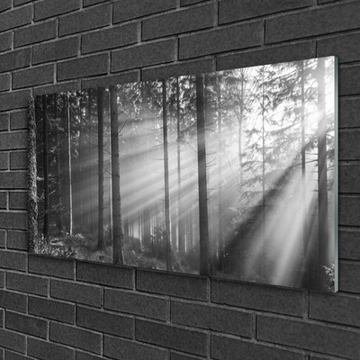 Druck auf Glas Wald Natur