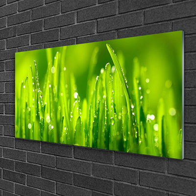 Druck auf Glas Gras Natur
