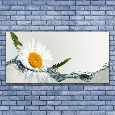 Druck auf Glas Gänseblümchen Wasser Kunst