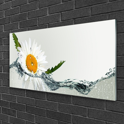 Druck auf Glas Gänseblümchen Wasser Kunst