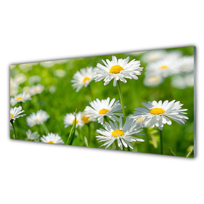 Druck auf Glas Gänseblümchen Pflanzen