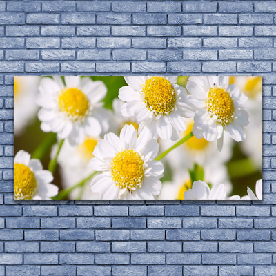 Druck auf Glas Gänseblümchen Pflanzen