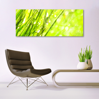 Druck auf Glas Gras Natur