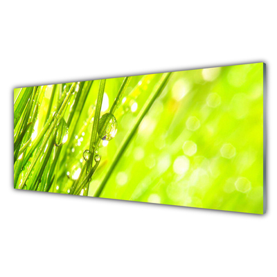 Druck auf Glas Gras Natur