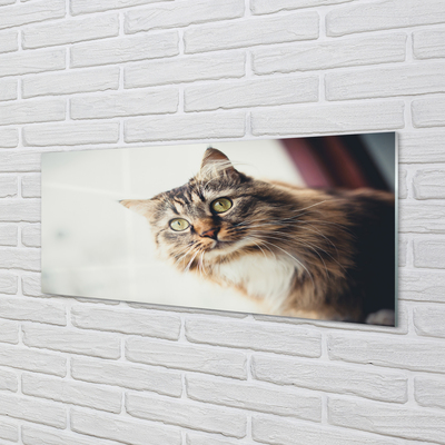 Küchenrückwand spritzschutz Maine-coon-katze