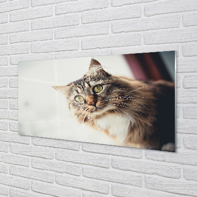 Küchenrückwand spritzschutz Maine-coon-katze