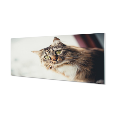 Küchenrückwand spritzschutz Maine-coon-katze