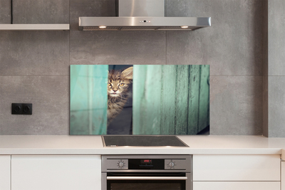Küchenrückwand spritzschutz Katze zaglądający