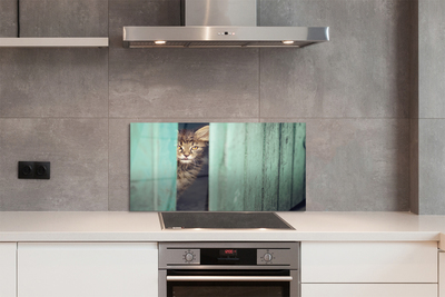 Küchenrückwand spritzschutz Katze zaglądający