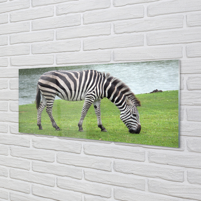 Küchenrückwand spritzschutz Zebra