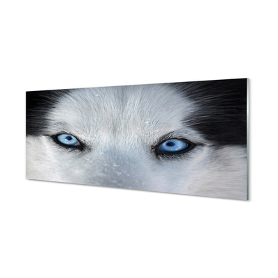 Küchenrückwand spritzschutz Wolf augen