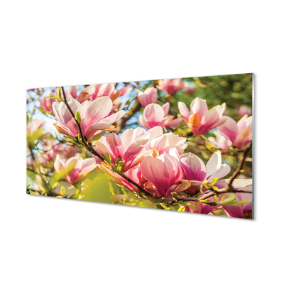 Küchenrückwand spritzschutz Rosa magnolias