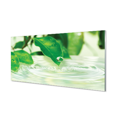 Küchenrückwand spritzschutz Wassertropfen blätter