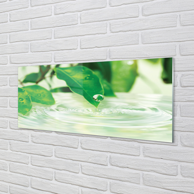 Küchenrückwand spritzschutz Wassertropfen blätter