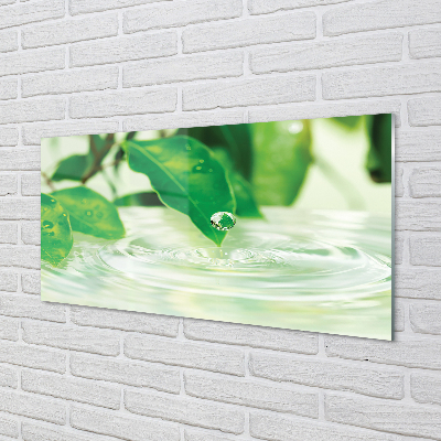 Küchenrückwand spritzschutz Wassertropfen blätter