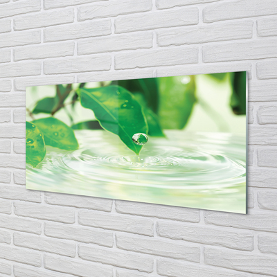 Küchenrückwand spritzschutz Wassertropfen blätter