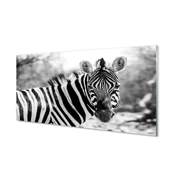 Küchenrückwand spritzschutz Zebra retro