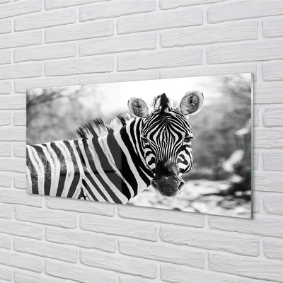 Küchenrückwand spritzschutz Zebra retro