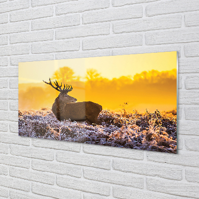 Küchenrückwand spritzschutz Deer sonnenaufgang wintersonne