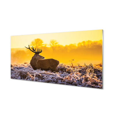 Küchenrückwand spritzschutz Deer sonnenaufgang wintersonne