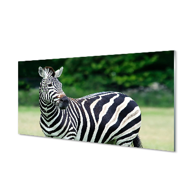 Küchenrückwand spritzschutz Zebra-box