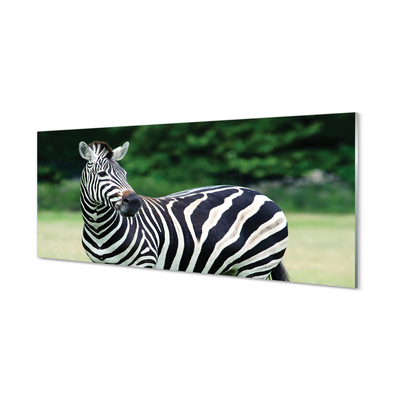 Küchenrückwand spritzschutz Zebra-box