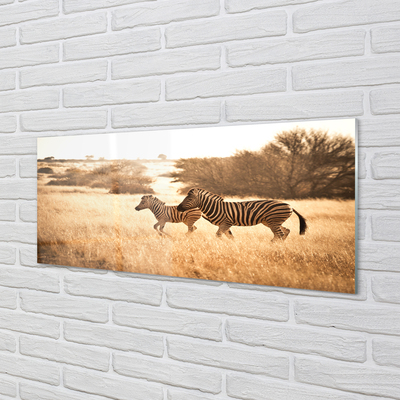 Küchenrückwand spritzschutz Zebra sonnenuntergang feld