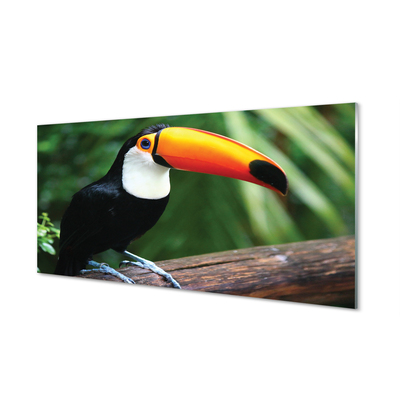 Küchenrückwand spritzschutz Toucan auf einem ast