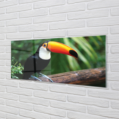 Küchenrückwand spritzschutz Toucan auf einem ast