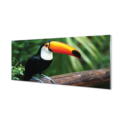 Küchenrückwand spritzschutz Toucan auf einem ast