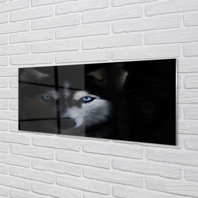 Küchenrückwand spritzschutz Wolf augen