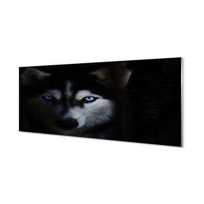 Küchenrückwand spritzschutz Wolf augen