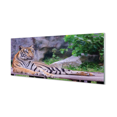 Küchenrückwand spritzschutz Tiger in einem zoo