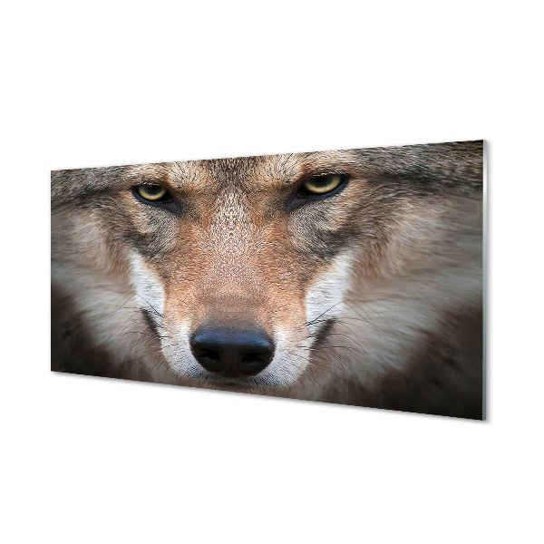 Küchenrückwand spritzschutz Wolf augen