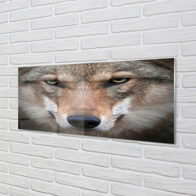 Küchenrückwand spritzschutz Wolf augen