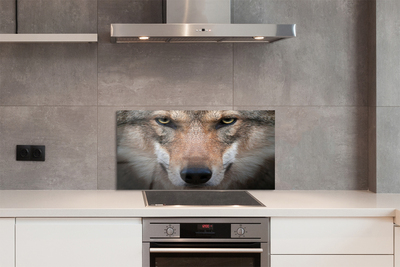 Küchenrückwand spritzschutz Wolf augen