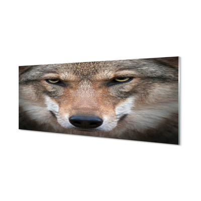 Küchenrückwand spritzschutz Wolf augen