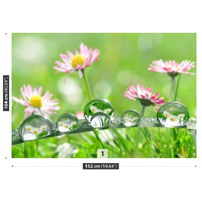 Bildtapete Grüne gänseblümchen