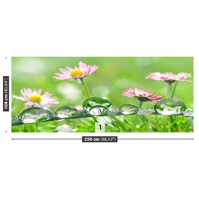 Bildtapete Grüne gänseblümchen