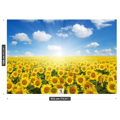 Fototapete Felder von sonnenblumen