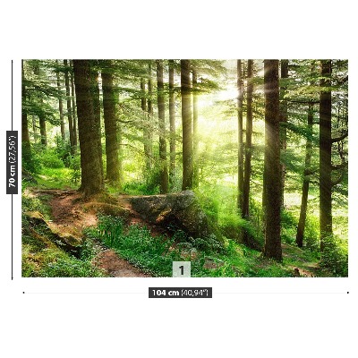 Fototapete Nebligen wald