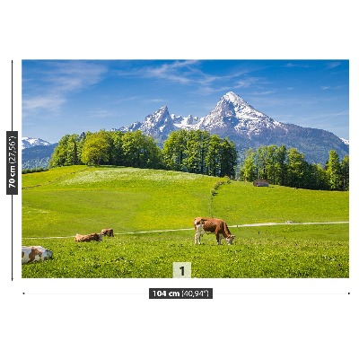 Fototapete Alpen kühe