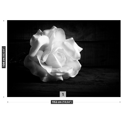 Bildtapete Weiße rose