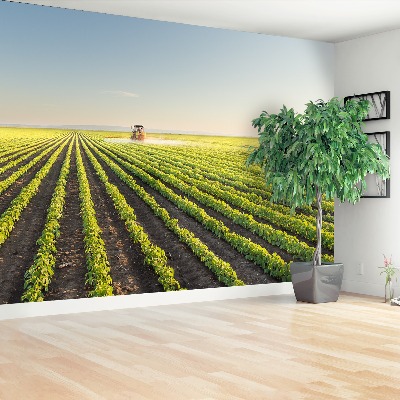 Fototapete Feld