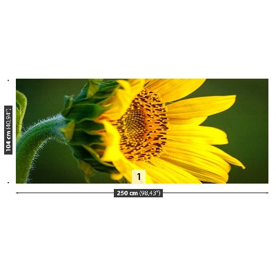 Bildtapete Sonnenblume