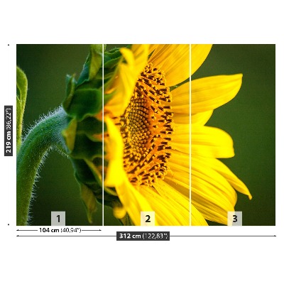 Bildtapete Sonnenblume