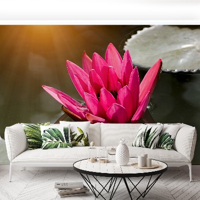 Bildtapete Wasser-lilien-rosa