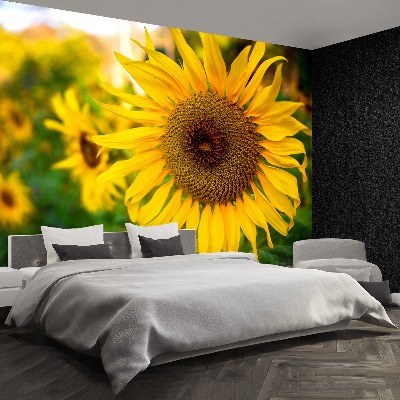 Bildtapete Sonnenblumen gelb