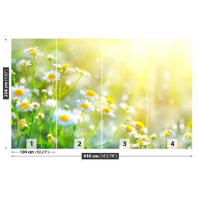 Fototapete Kamillenblüten