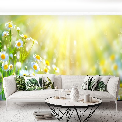 Fototapete Kamillenblüten